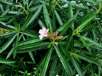 High angle view of flowering plant on field