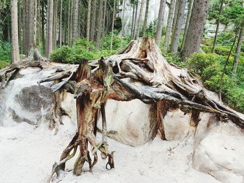 View of tree trunk in forest