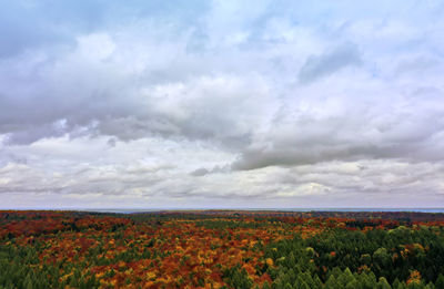 Scenic view of flowering plants on land against sky