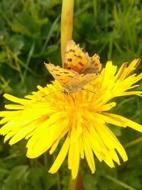 Close-up of yellow dandelion flower