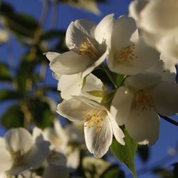 Close-up of white cherry blossoms