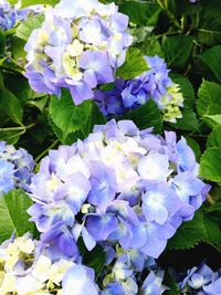 Close-up of purple hydrangea blooming outdoors