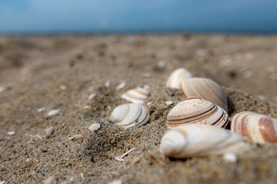 Close-up of shells on beach