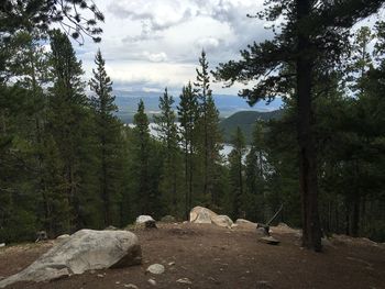 Trees in forest against sky