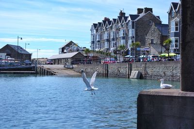 Seagull flying over sea against sky