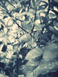 Close-up of leaves against blurred background