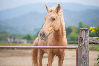 Horse on field in ranch