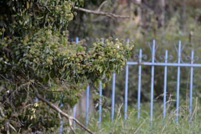 Close-up of plants against trees