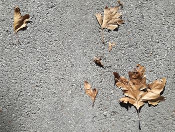 High angle view of maple leaves on street