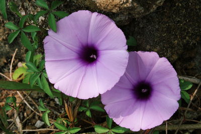 High angle view of purple flowering plants on field