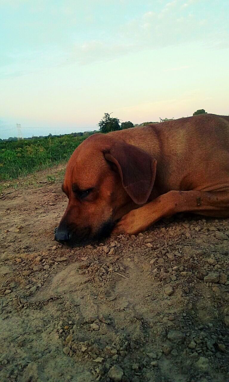 CLOSE-UP OF DOG RESTING ON FLOOR