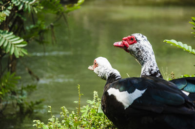 Close-up of bird by lake