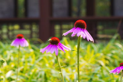 Close-up of pink flower