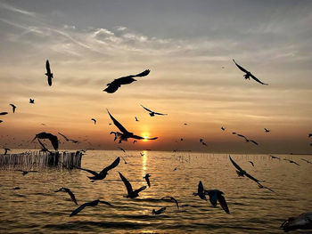 Flock of seagulls flying over sea at sunset