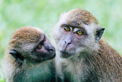 Close-up portrait of monkey looking away