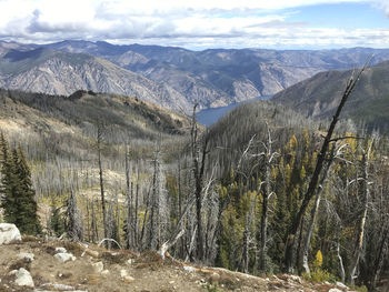 Lake chelan surrounded by trees burned in wildfire