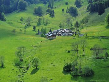 Scenic view of trees and houses on field