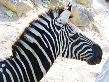 High angle view of zebra