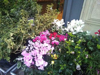 Full frame shot of flowers