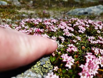Close-up of pink flowering plants