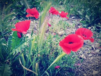 High angle view of red poppy flowers blooming on field