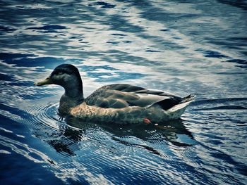 Duck swimming in lake