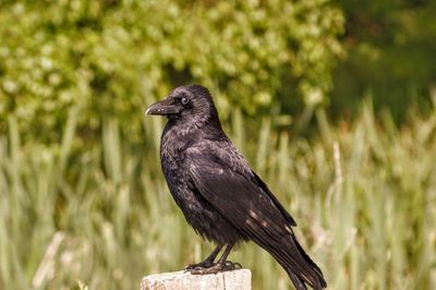 Close-up of crow perching on a tree