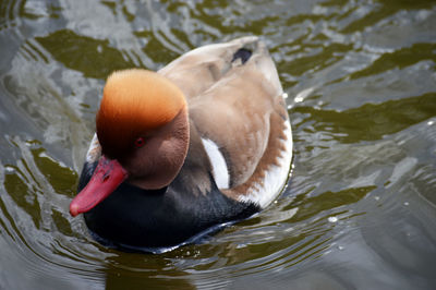 High angle view of duck swimming in lake