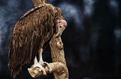 Close-up of vulture perching on plant