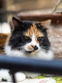 Close-up portrait of a cat