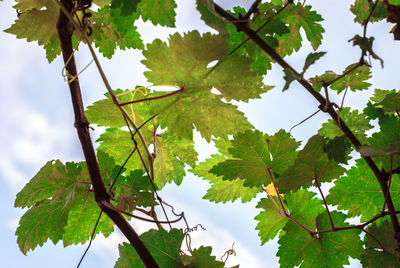 Low angle view of maple leaves against sky