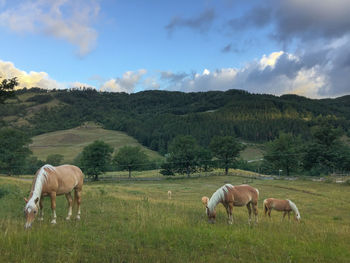 Cows grazing on field against sky