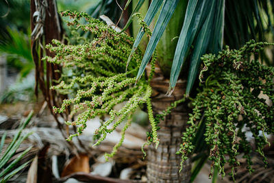 Close-up of plants