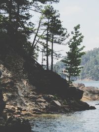 Scenic view of trees in forest against sky