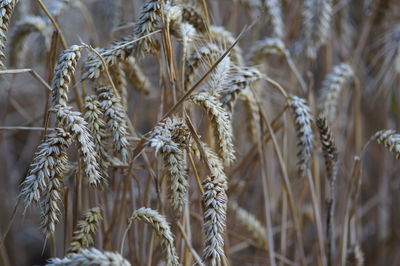 Close-up of stalks in field