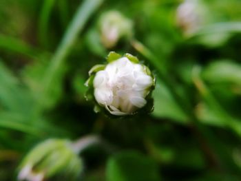 Close-up of white flower blooming outdoors