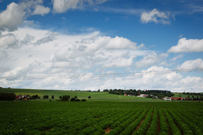 Scenic view of agricultural field against sky