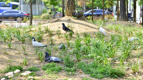 View of birds on field