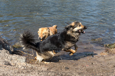 High angle view of dogs on beach