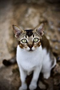 Close-up portrait of cat