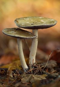 Close-up of mushroom growing on field