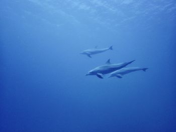 Fish swimming in sea