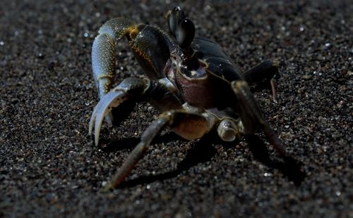 Close-up of crab on sand