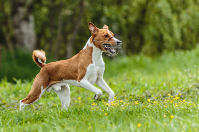 Young basenji dog competing in running in the green field on lure coursing competition