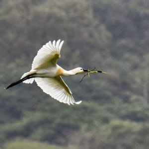 Bird flying