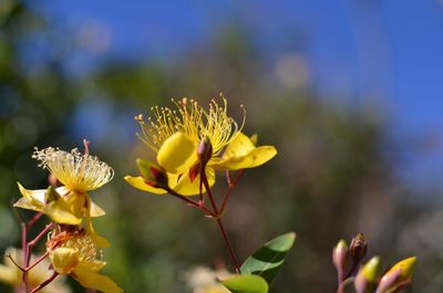 Close-up of yellow flowering plant