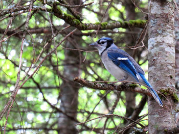 Low angle view of bird perching on branch