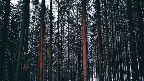 Low angle view of bamboo trees in forest during winter