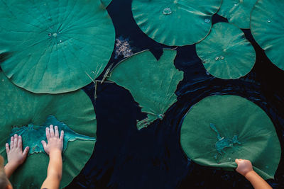 Low section of person with leaves floating on lake