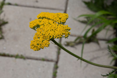 Close-up of yellow flowering plant